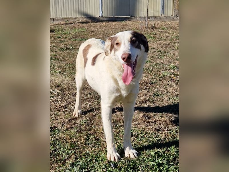 Alina-Girl - sie wurde zusammen mit ihren Geschwistern vor dem sicheren Tod gerettet.