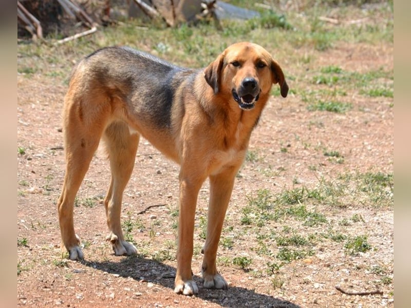 Duke - nach einem schlechten Start ins Leben ist er bereit für ein Leben als geliebter Familienhund