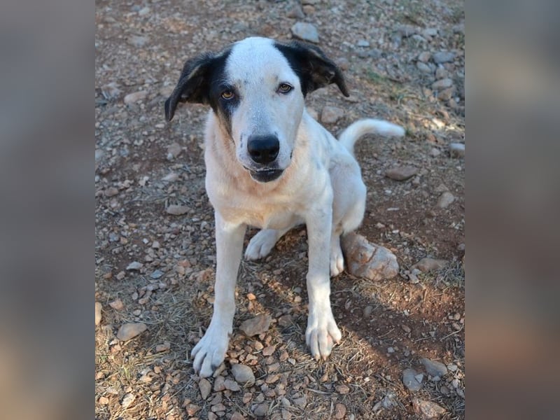Aliki - aus dem traurigen Hündchen wurde ein wunderbares Hundemädchen