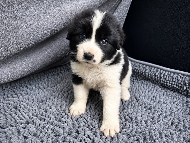 Chloe P - tapfere kleine Kämpferin aus dem Müllcontainer
