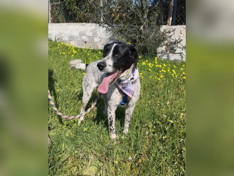 Ashley - das hübsche Pointer Mix Mädchen ist ein wahres Energiebündel