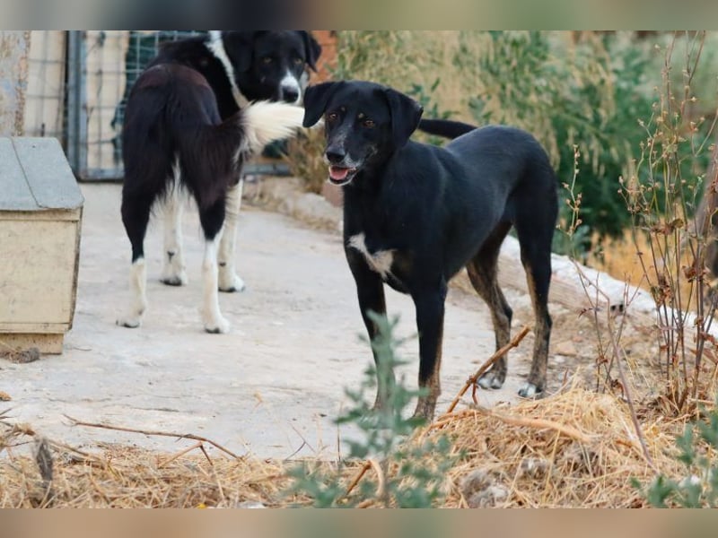 Ellie - unermüdliche Mama auf der Suche nach Schutz