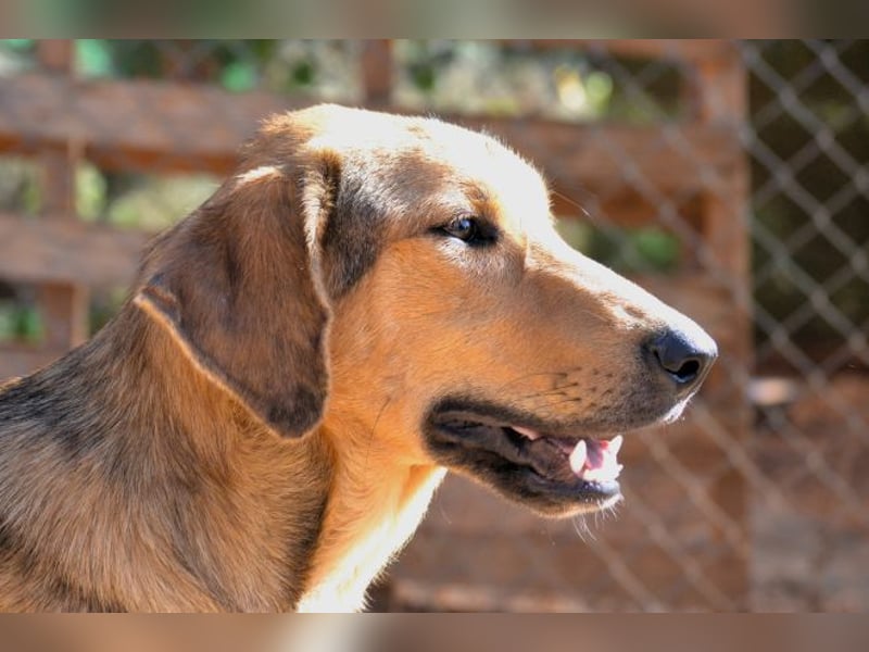 Duke - nach einem schlechten Start ins Leben ist er bereit für ein Leben als geliebter Familienhund