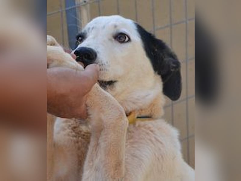 Aliki - aus dem traurigen Hündchen wurde ein wunderbares Hundemädchen