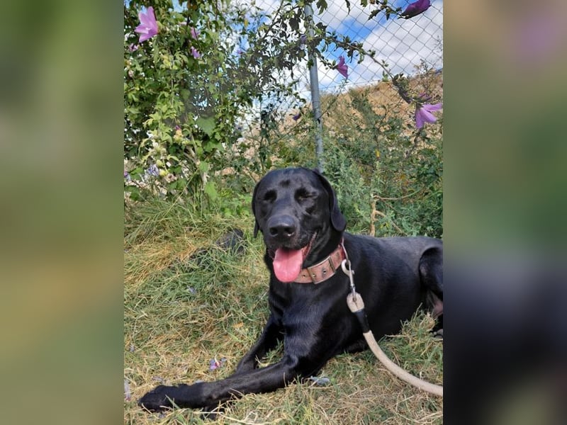 Berg - ruhiges, konsequentes Zuhause gesucht