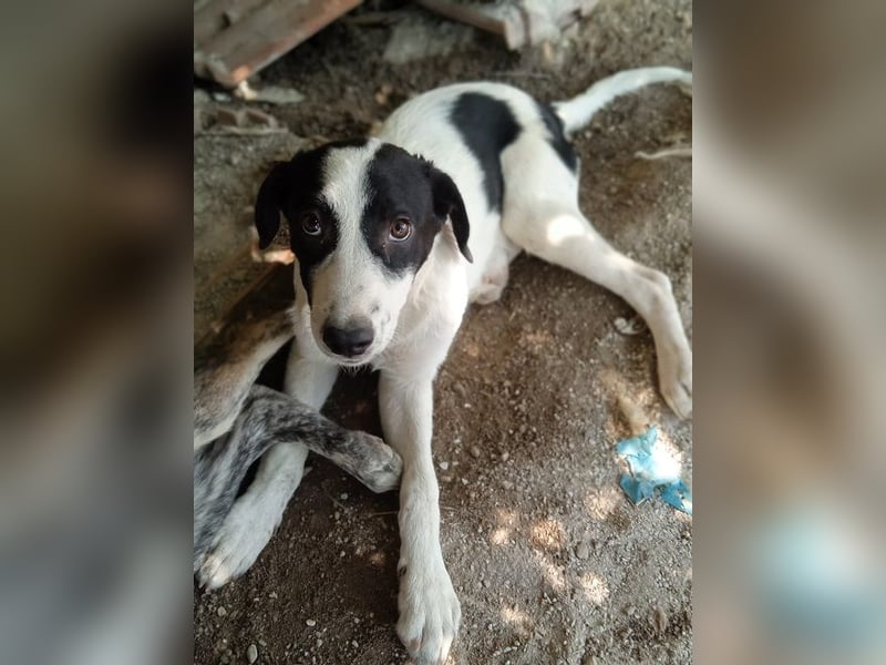 Alice-Enna -  sie und ihre zwei Schwestern wurden ausgesetzt – dort, wo man auch Müll entsorgt.