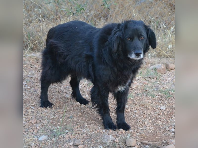 Selene - „Ich mache jede Familie glücklich, Pfote drauf!“