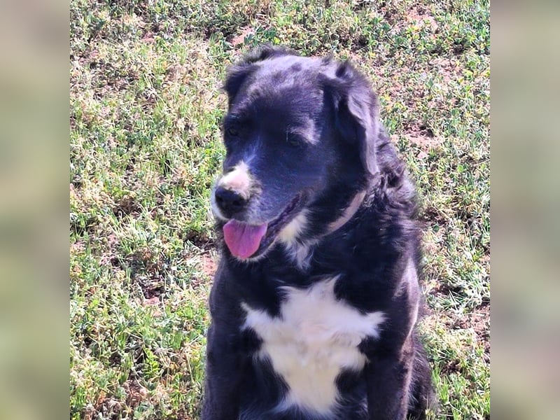 Myrtia - sie war neun Jahre bei einer Hundesammlerin weggesperrt