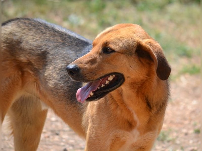 Duke - nach einem schlechten Start ins Leben ist er bereit für ein Leben als geliebter Familienhund