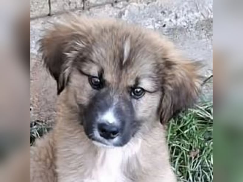 Teddy - Bärchen sucht Körbchen