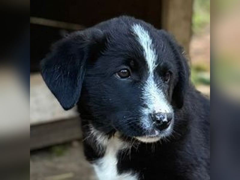 Sachi, das Glückskind