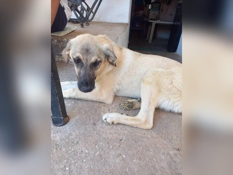 Karma - sie wurde verletzt aufgefunden