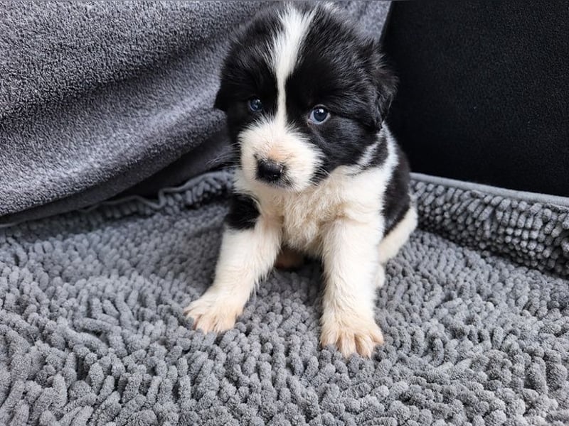Chloe P - tapfere kleine Kämpferin aus dem Müllcontainer