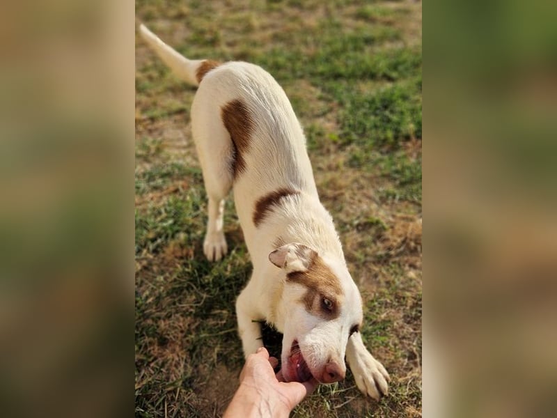 Alina-Girl - sie wurde zusammen mit ihren Geschwistern vor dem sicheren Tod gerettet.