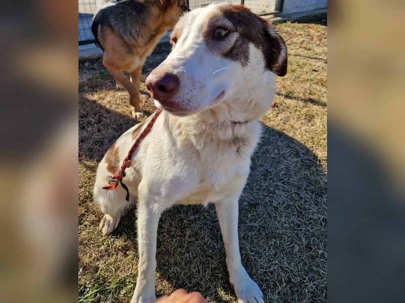 Alina-Girl - sie wurde zusammen mit ihren Geschwistern vor dem sicheren Tod gerettet.