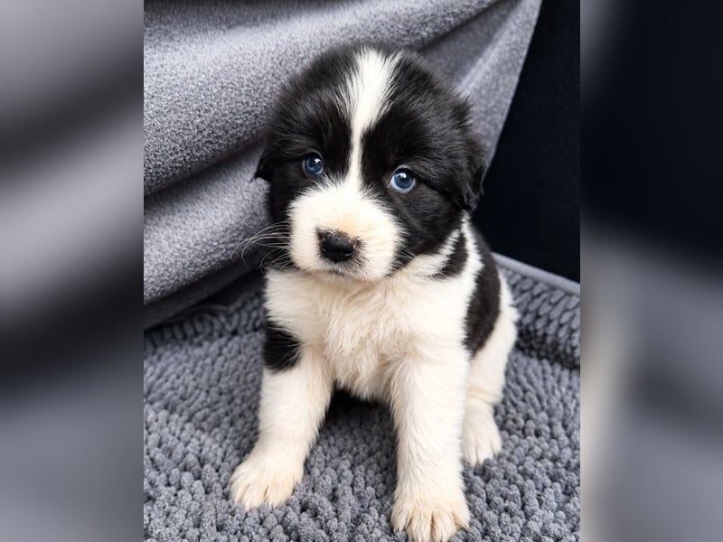 Chloe P - tapfere kleine Kämpferin aus dem Müllcontainer