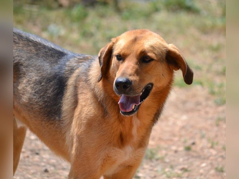 Duke - nach einem schlechten Start ins Leben ist er bereit für ein Leben als geliebter Familienhund