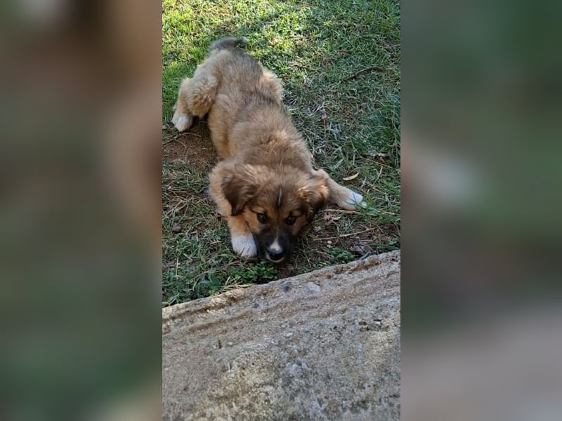 Teddy - Bärchen sucht Körbchen