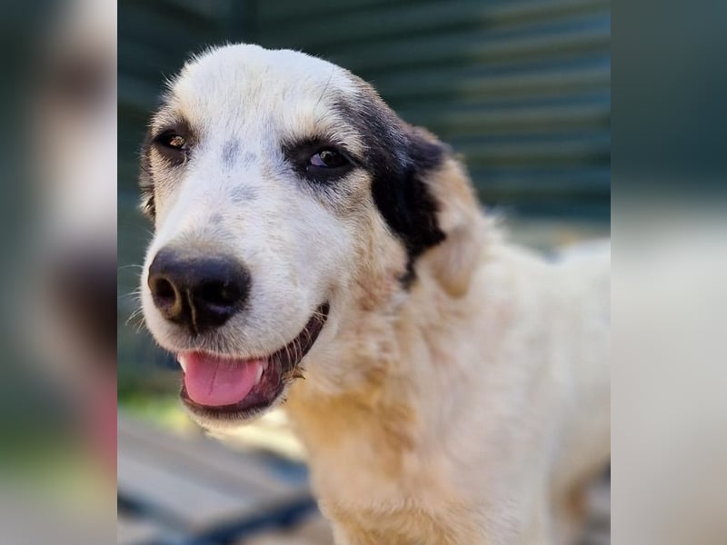 Mandy - sie wurde zusammen mit ihren Geschwistern vor dem sicheren Tod gerettet.