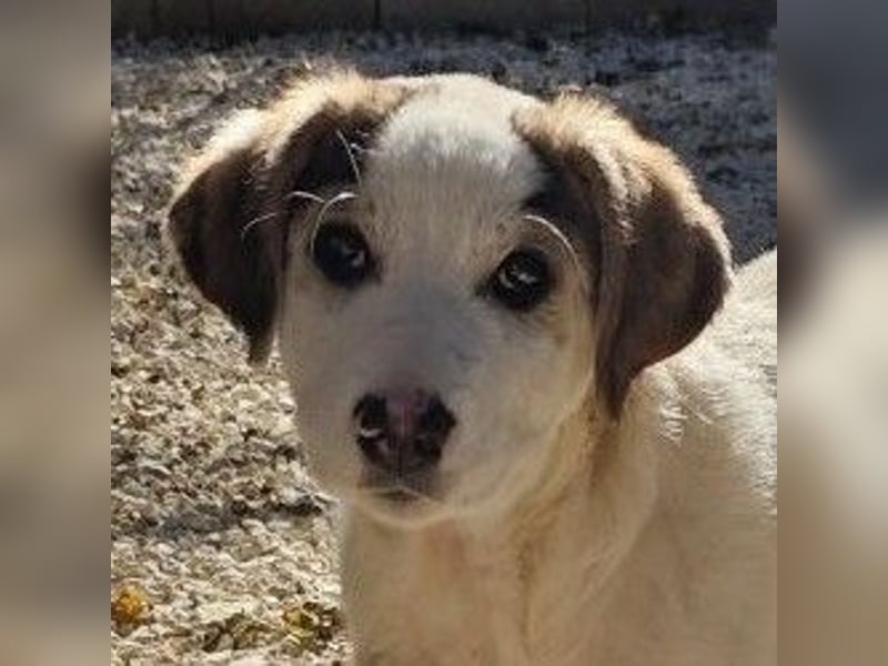 Lucy - kleines Hasenherz taut langsam auf