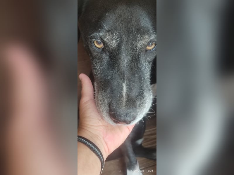 Naomi Marie - sicherer Hafen für den Lebensabend gesucht