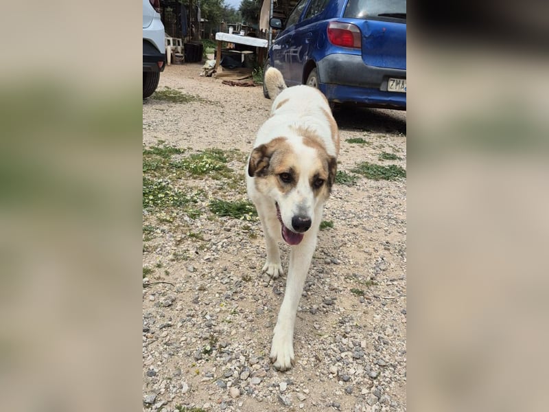 Alma Bella - sanfte Hündin auf dem Weg zum Vertrauen
