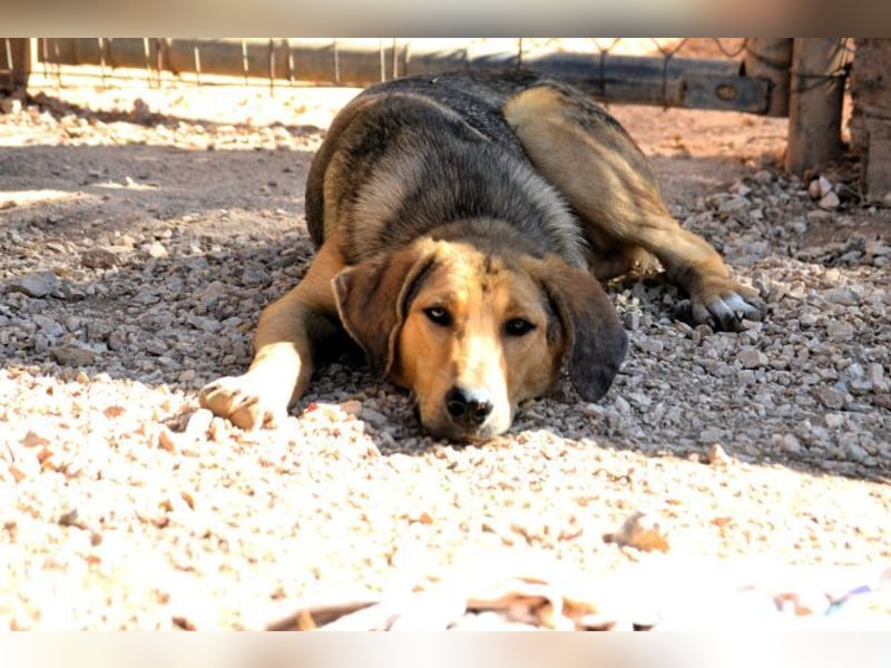 Duke - nach einem schlechten Start ins Leben ist er bereit für ein Leben als geliebter Familienhund