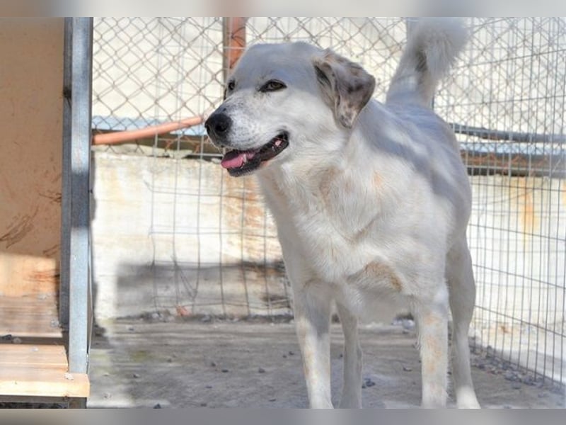 Abby-Lee - eine wirklich bezaubernde Hündin