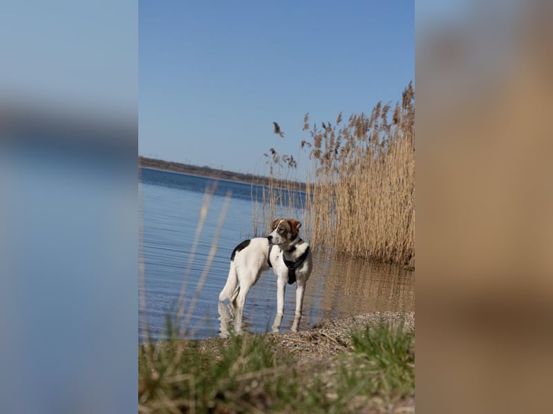 Traumhündin Sugar sucht eigenes Himmelreich mit Garten, 06237 Leuna