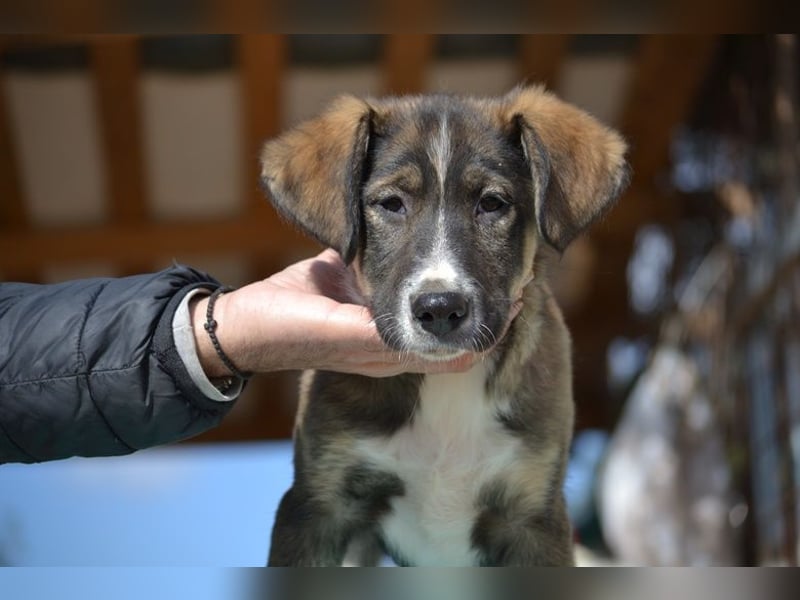 Vito - sanfter Traumhund in 54534 Karl