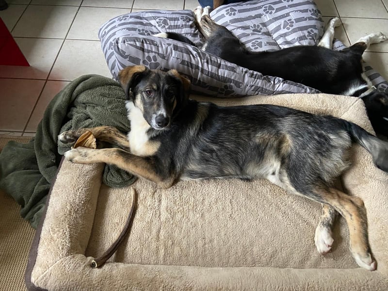 Vito - sanfter Traumhund in 54534 Karl