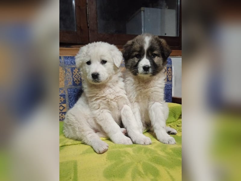 Samir - Wollknäuel sucht Familie für Kuschelstunden und Abenteuer.