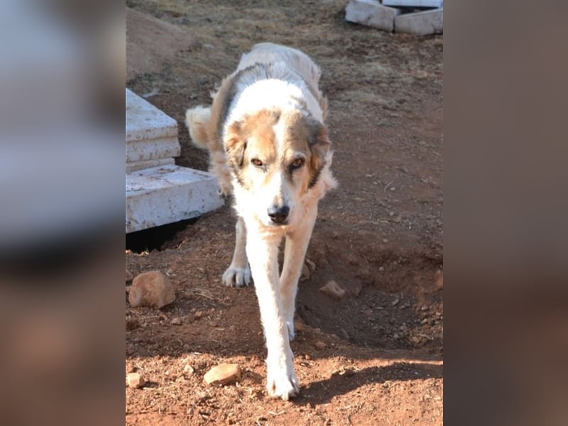 Alva - Artgenossen braucht sie nicht unbedingt, aber Menschen!