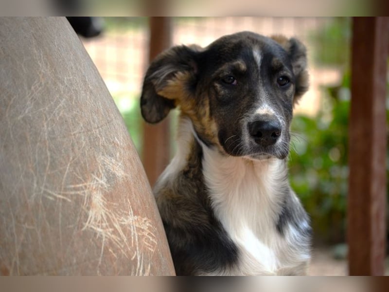 Vito - sanfter Traumhund in 54534 Karl
