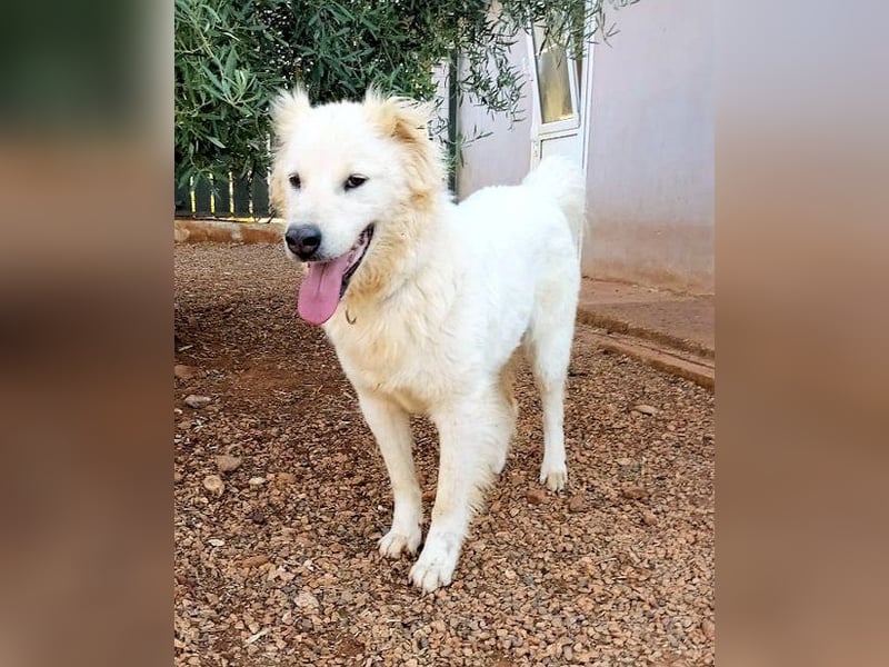 Nakuma - eine starke, treue Persönlichkeit sucht Ihre Menschen