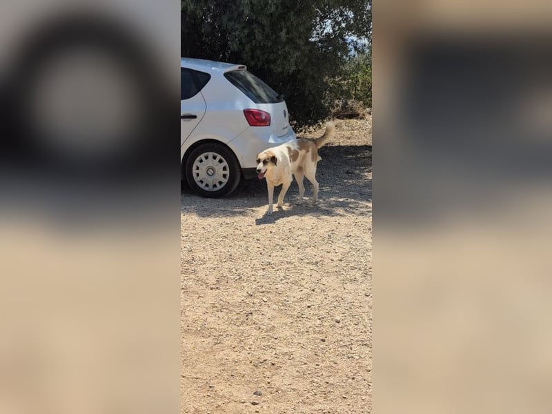 Alma Bella - sanfte Hündin auf dem Weg zum Vertrauen