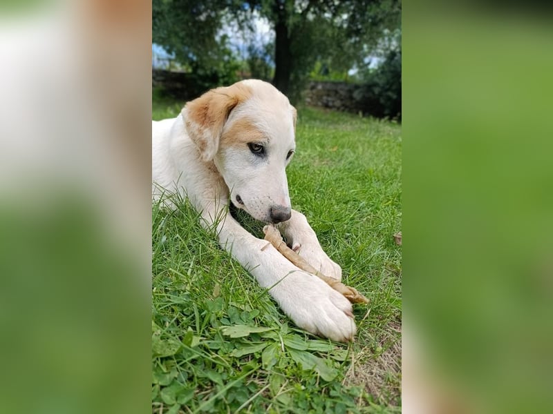 Billy - sanfter Bub auf der Suche nach dem Glück