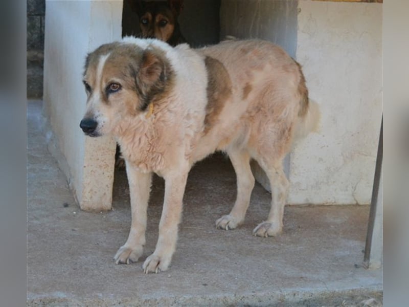 Alva - Artgenossen braucht sie nicht unbedingt, aber Menschen!