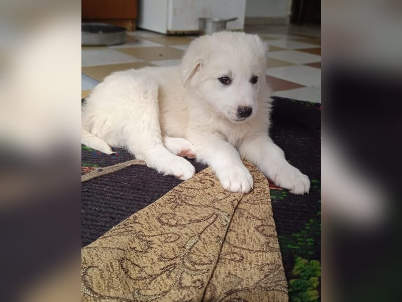 Samir - Wollknäuel sucht Familie für Kuschelstunden und Abenteuer.