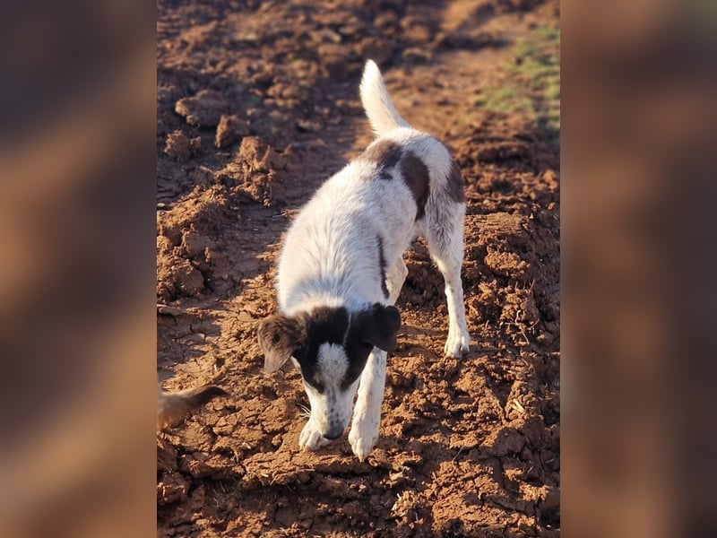 Silvus - toller Rüde tritt heraus aus dem Schatten seiner Schwester