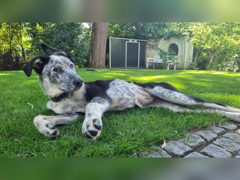 Daizy - wartet in 65812 Bad Soden auf Ihren Besuch!