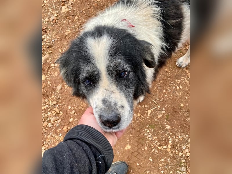 Odin - als er an den Augen erkrankte, setzte man ihn einfach aus