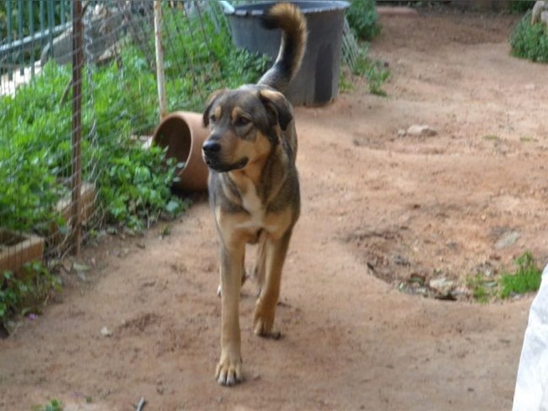 Alf - er hatte Glück im Unglück