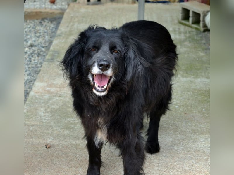 Selene - „Ich mache jede Familie glücklich, Pfote drauf!“