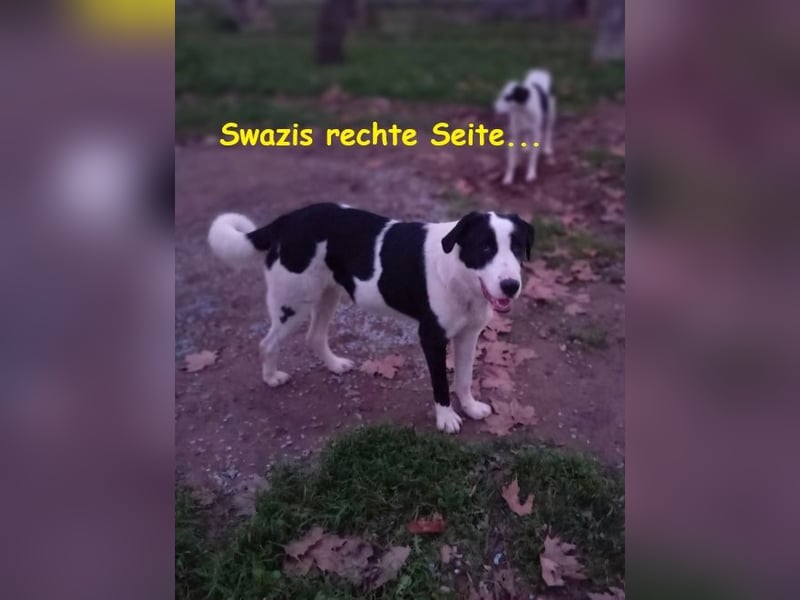 Swazi - toller Hund mit Überraschungseffekt