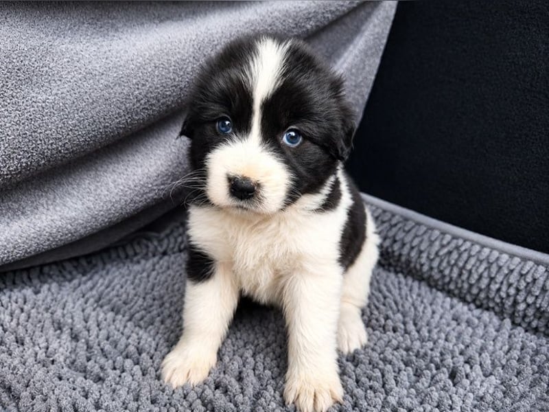 Chloe P - tapfere kleine Kämpferin aus dem Müllcontainer