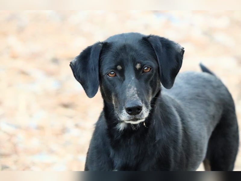 Ellie - unermüdliche Mama auf der Suche nach Schutz