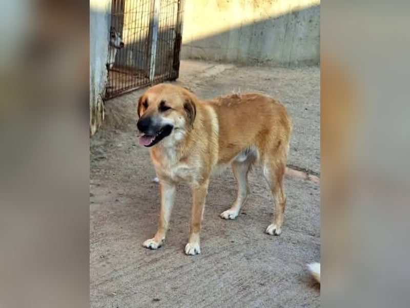 Ginger - der Schmusebär wartet schon so lange
