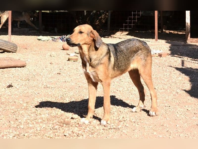 Duke - nach einem schlechten Start ins Leben ist er bereit für ein Leben als geliebter Familienhund