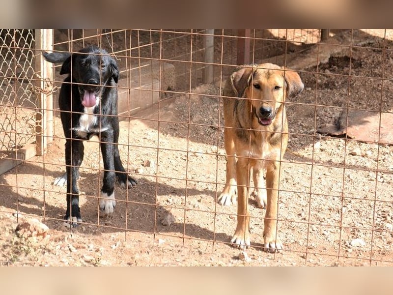 Duke - nach einem schlechten Start ins Leben ist er bereit für ein Leben als geliebter Familienhund